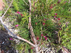 Indigofera capillaris