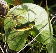 Pseudochorthippus montanus