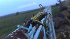 Taeniopoda picticornis