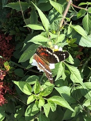 Anartia fatima colima