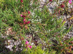 Indigofera capillaris