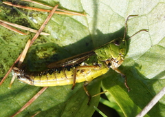 Pseudochorthippus montanus