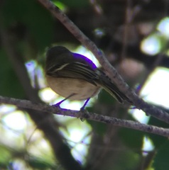 Vireo huttoni
