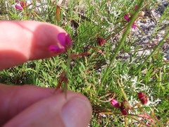 Indigofera capillaris