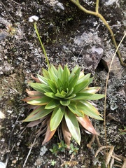 Paepalanthus