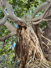 Ficus petiolaris palmeri