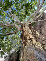 Ficus petiolaris palmeri