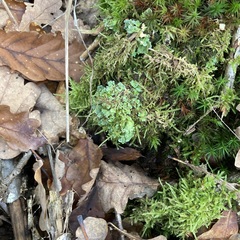 Cladonia digitata