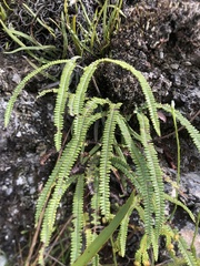 Gleicheniaceae
