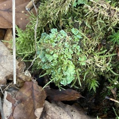 Cladonia digitata