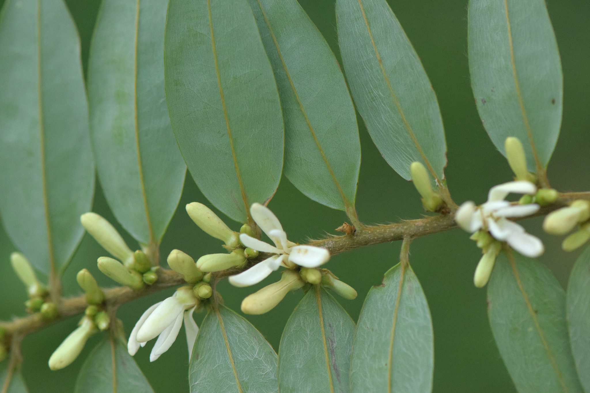 Xylopia frutescens