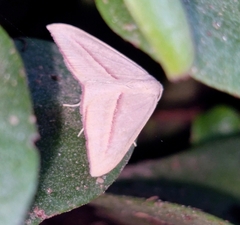 Chlorerythra rubriplaga