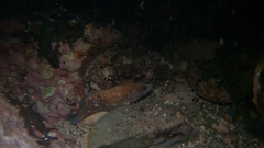 Rypticus bicolor