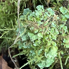 Cladonia digitata