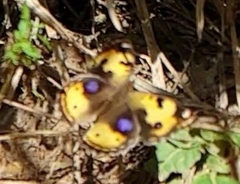 Junonia hierta