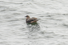 Stercorarius chilensis