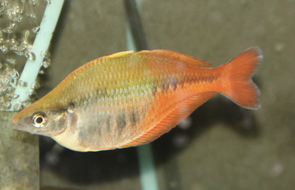Arc-en-ciel de Bleher (Chilatherina bleheri)