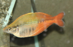 Chilatherina bleheri