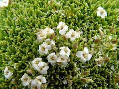 Lithodraba mendocinensis