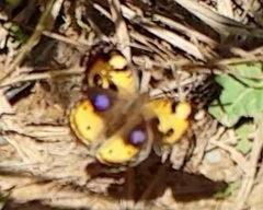 Junonia hierta