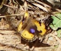 Junonia hierta