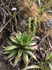 Paepalanthus