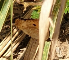 Junonia hierta