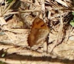 Junonia hierta