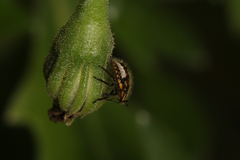 Agonoscelis versicoloratus