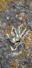 Ramalina cuspidata