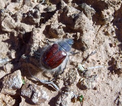 Paracotalpa