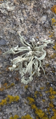 Ramalina cuspidata