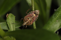 Agonoscelis versicoloratus