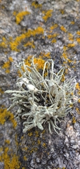 Ramalina cuspidata