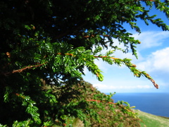 Juniperus brevifolia