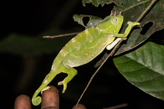 Chamaeleonidae