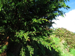 Juniperus brevifolia