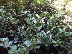 Rhaphiolepis umbellata