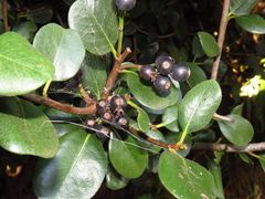 Rhaphiolepis umbellata