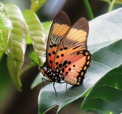 Pseudacraea boisduvalii