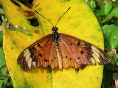Acraea encedon