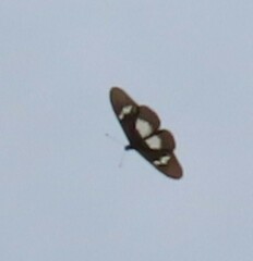 Acraea aganice