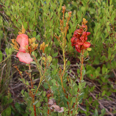 Exobasidium ferrugineae