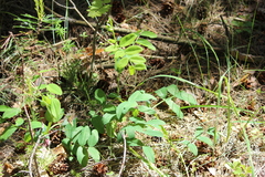 Lathyrus pisiformis