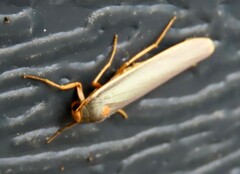 Sozusa scutellata