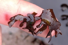 Chondrus crispus