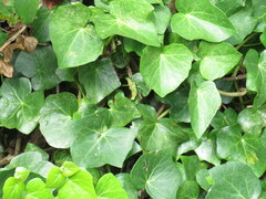 Hedera azorica