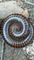 Thyropygus allevatus