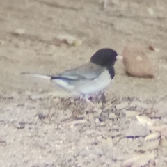 Junco hyemalis thurberi