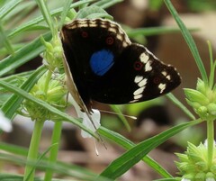 Junonia oenone